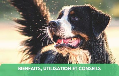L'huile de CBD pour chiens et chats : Bienfaits, Utilisation et Conseils